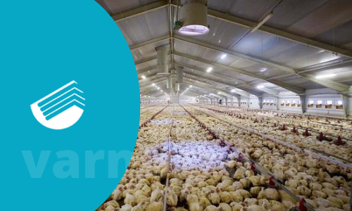 مناسب ترین متریال برای  سقف سوله مرغداری