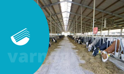 سوله گاوداری و هر آنچه در مورد آن باید بدانیم