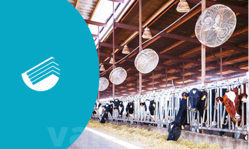 خوردگی سقف روی (ZINC) و تاثیر بر سوله دام ؛ راه حل چیست؟