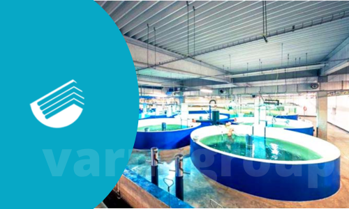 توصیه مشاوران شیلات ؛ بایدها و نبایدهای انتخاب بهترین سقف برای سالن پرورش آبزیان