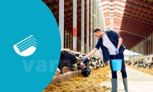 ساخت بهترین گاوداری - پلی روف